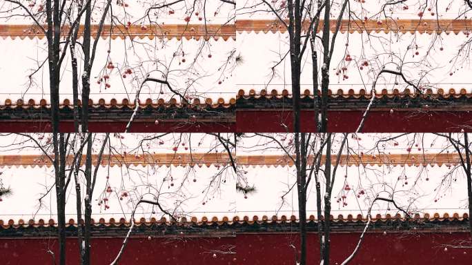 4K升格实拍大雪中的北京故宫红墙柿子树