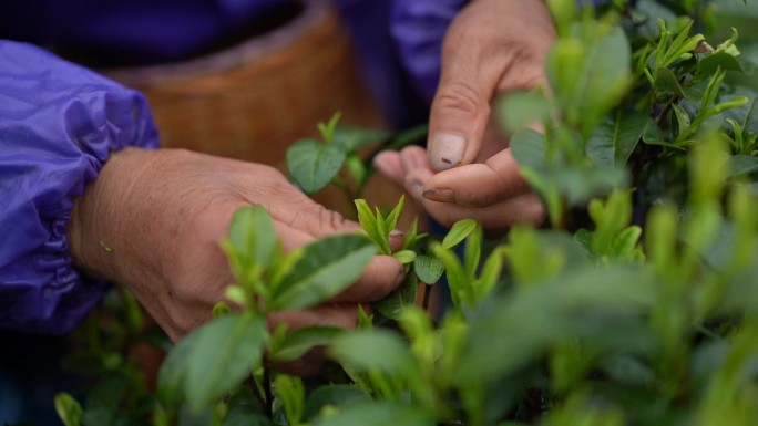 茶叶 采茶 茶山 茶田 茶园