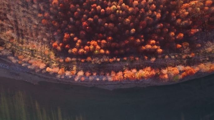 航拍宣城落羽杉湿地公园秋色