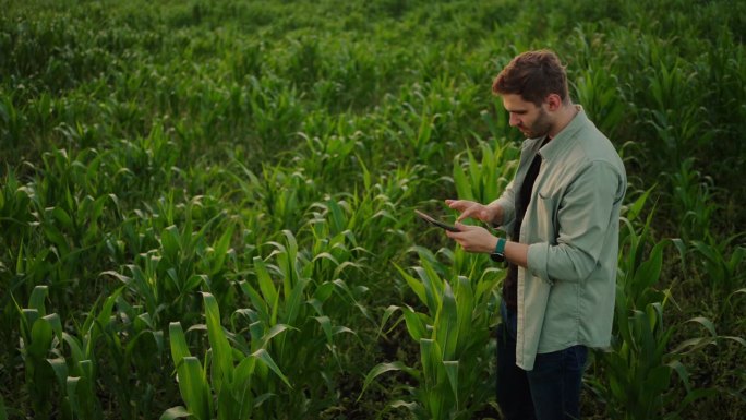 年轻男子用现代平板电脑拍摄自然，独自站在玉米种植园上
