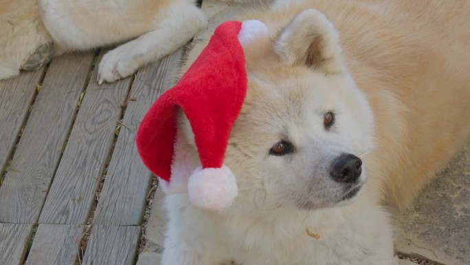 秋田犬，请求圣诞礼物，创造一个愉快和娱乐的场景