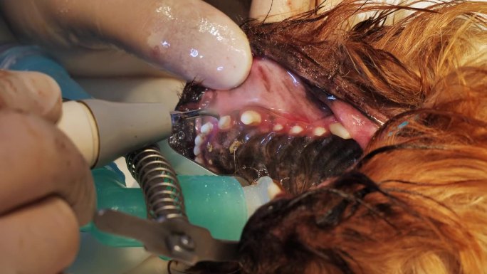 在兽医诊所，一只被麻醉的狗正在用超声波设备清洁牙齿。照顾宠物的牙齿健康。兽医诊所对宠物口腔的卫生