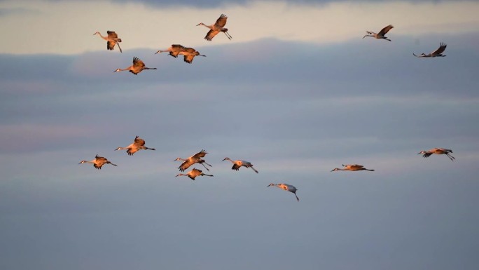 一群沙丘鹤在秋天的日落时分飞翔。