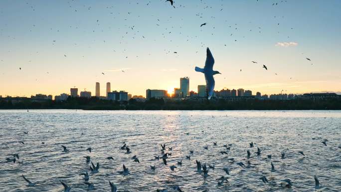 城市湖滨海鸥飞翔