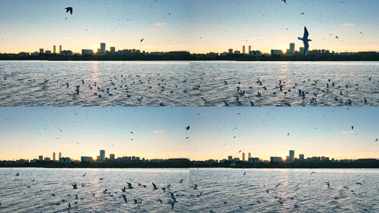 城市湖滨海鸥飞翔