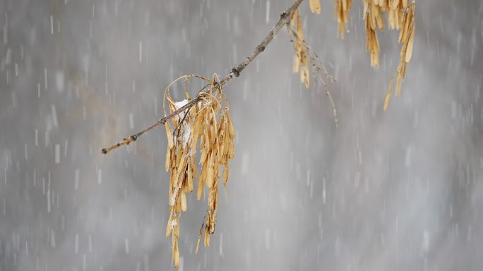 升格雪花飘落慢镜头 鹅毛大雪