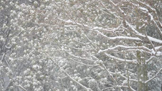 圣诞节飘雪 升格雪花飘落慢动作