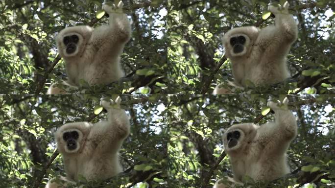 一只警觉的白掌长臂猿坐在树冠上。