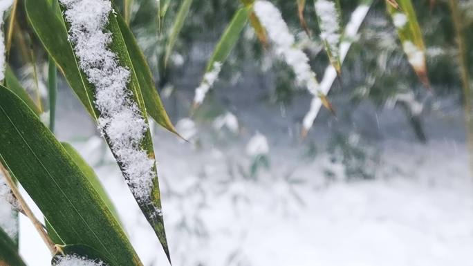 雪天竹林 4K高清雪景