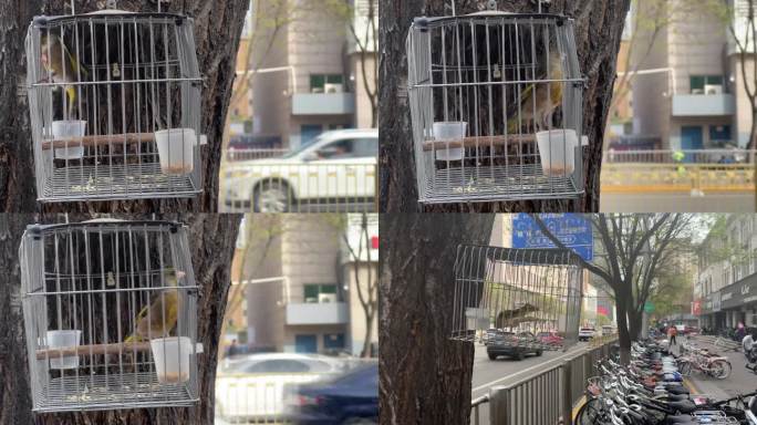 街边关在笼子里的鸟