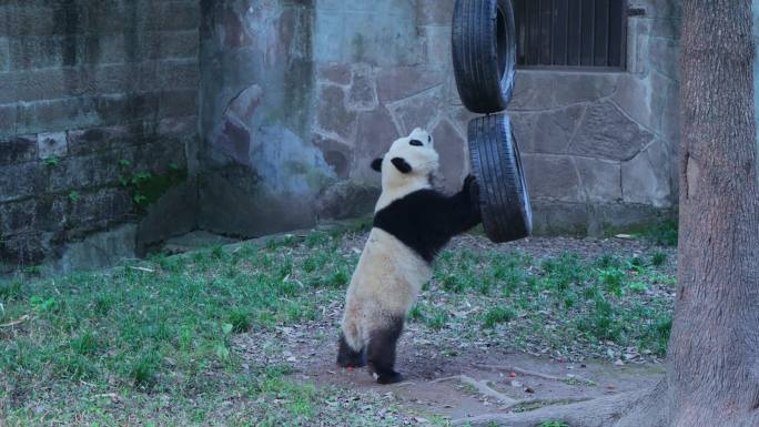 动物园大熊猫玩轮胎