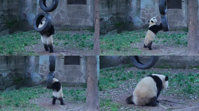 动物园大熊猫玩轮胎