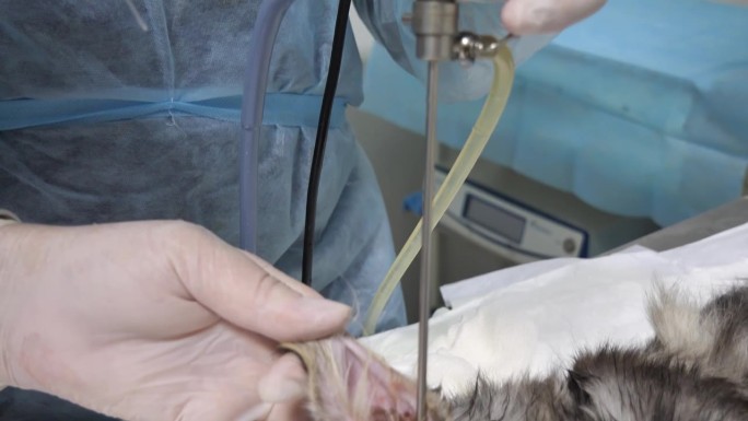 兽医内窥镜医师为患有内耳炎的猫进行耳镜检查。麻醉下的猫用内窥镜检查耳道。