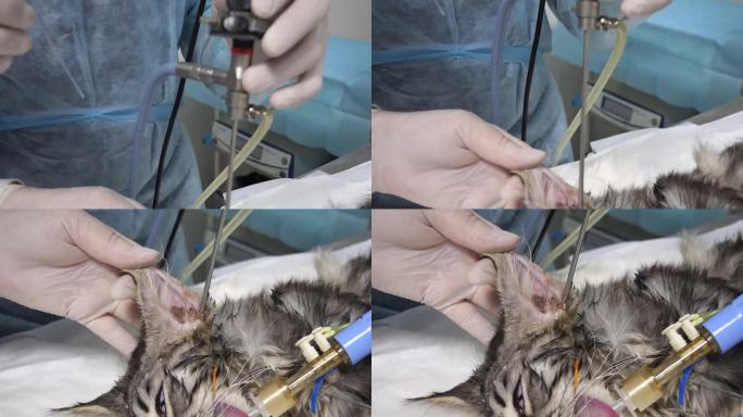 兽医内窥镜医师为患有内耳炎的猫进行耳镜检查。麻醉下的猫用内窥镜检查耳道。
