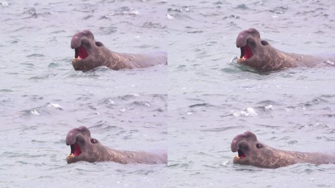 海滩主主导雄象海豹的特写镜头，当海浪流过时，它在水中发出慢动作的叫声