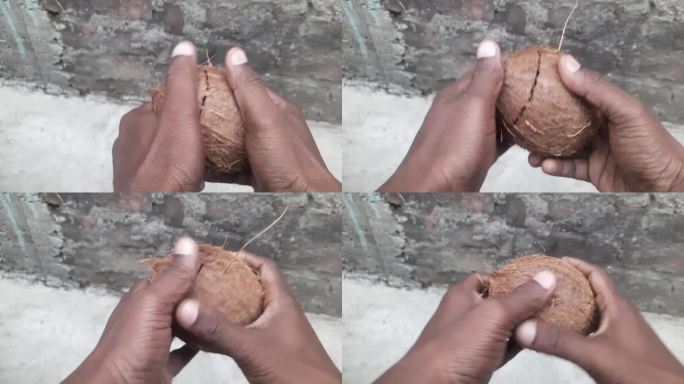 椰子的形状是卵形或椭球状，它们有一层厚的纤维状外壳包围着单种子的坚果。一层坚硬的外壳包裹着胚胎及其丰