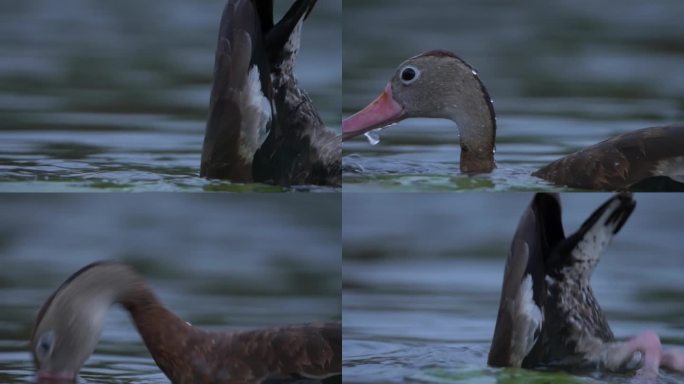 有趣的黑腹吹口哨的鸭子在水上进食