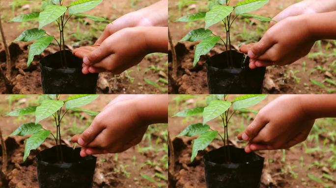 一个小女孩的手捧着水，给一棵将来会长成大树的幼苗浇水。可持续发展和环境的概念