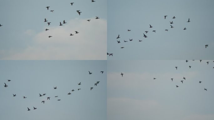 野鸭群飞-高速摄影