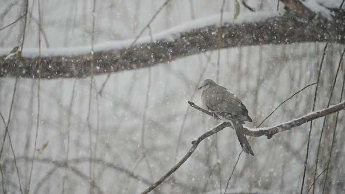 升格雪花飘落慢镜头 鹅毛大雪