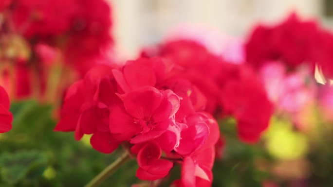 鲜红色的花在风中摇曳。花的特写。花坛里的花