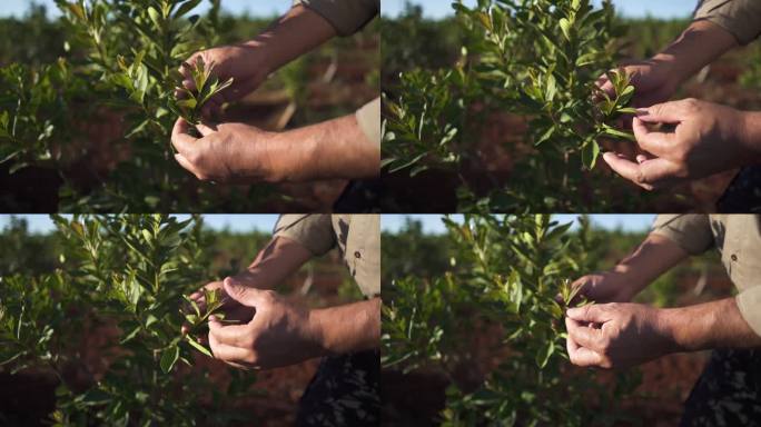 工人或Yerbatero在马黛茶种植前检查叶片的慢动作