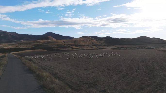 航拍山地秋天羊群