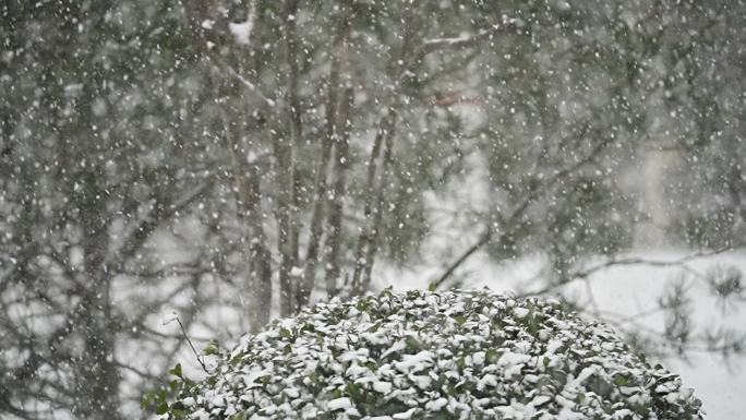 升格雪花飘落慢镜头 鹅毛大雪