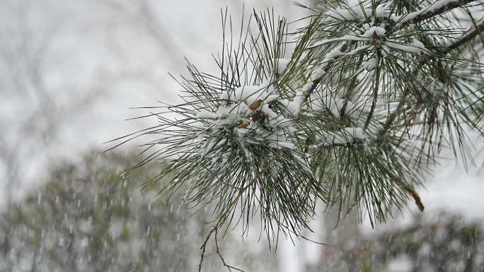 升格雪花飘落慢镜头 鹅毛大雪