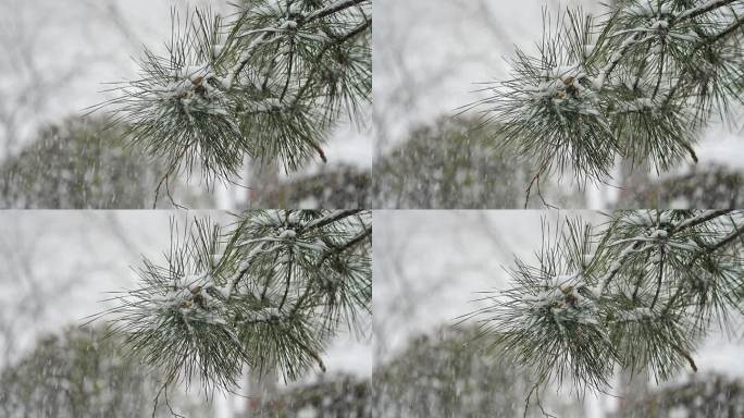 升格雪花飘落慢镜头 鹅毛大雪