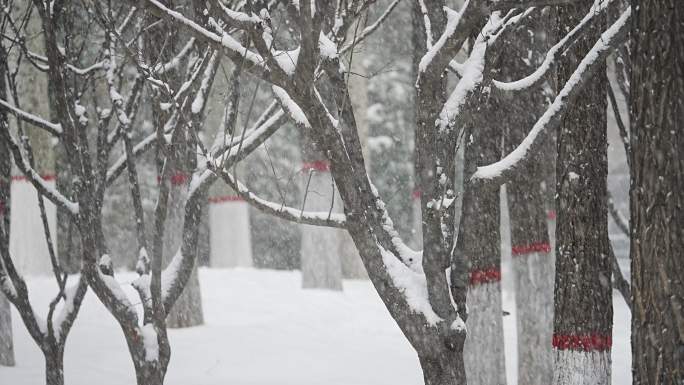 升格雪花飘落慢镜头 鹅毛大雪