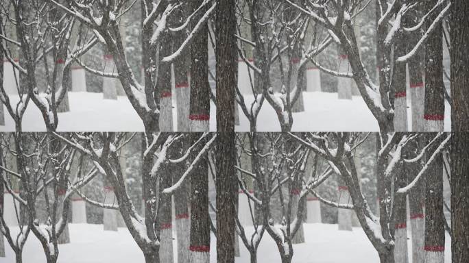 升格雪花飘落慢镜头 鹅毛大雪