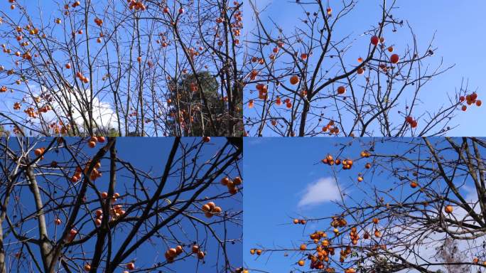 秋日结满柿子的树梢