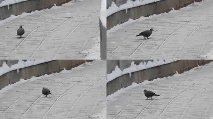 走道 积雪 路面 觅食的鸟儿