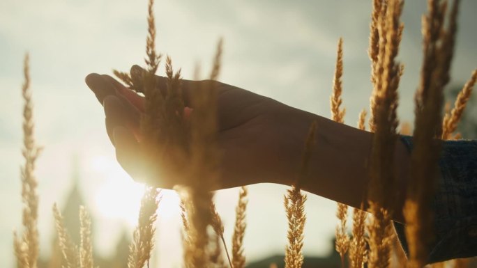 女子手摸着金黄色的麦穗，在麦田里穿着蓝色格子衬衫的特写。女性的手穿过麦田。日落时分，女孩抚摸着麦子。