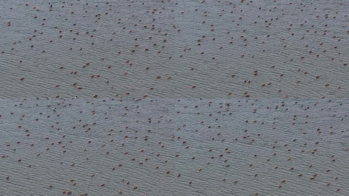 4k航拍冬季候鸟成千上万赤麻鸭大雁