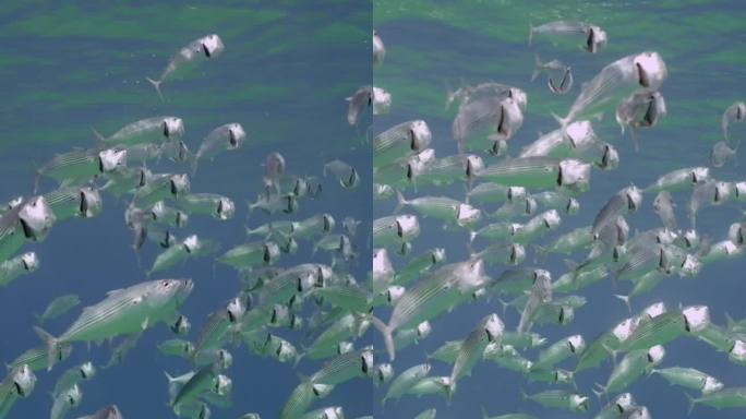 一群张开嘴游动的印度鲭鱼，在水面下过滤浮游动物