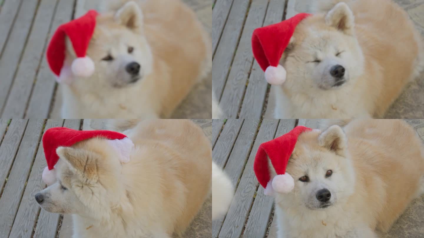 秋田犬看着圣诞礼物，创造了一个愉快和娱乐的场景