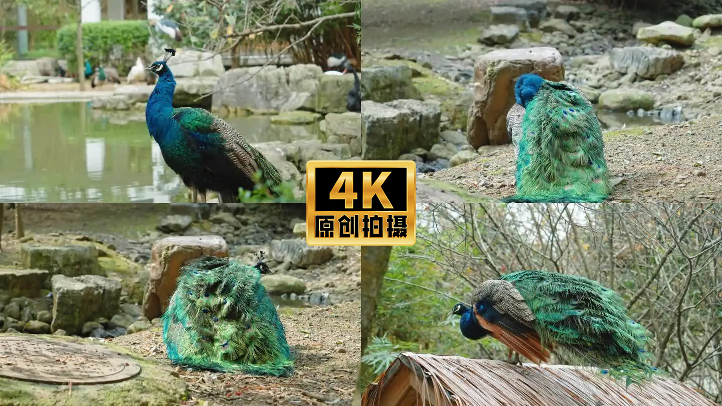 4K实拍动物鸟类孔雀