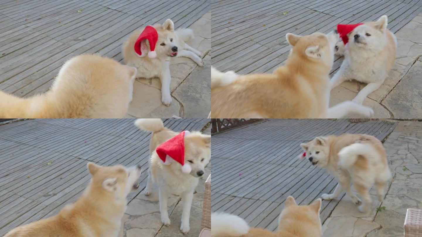 一对秋田犬，滑稽有趣的表情，因为他们迷人地要求圣诞礼物，创造了一个愉快和娱乐的场景