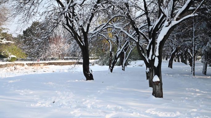 雪景 立冬 小雪 大雪 冬至 小寒 大寒