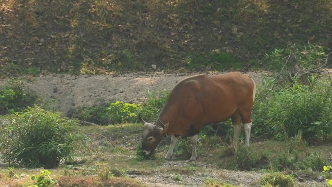 在进食时摆动尾巴，然后一些个体从泰国Tembadau或Banteng Bos javanicus的峡