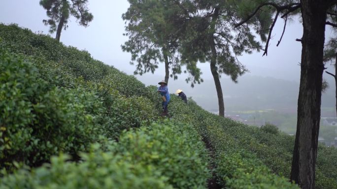 茶叶 采茶 茶山 茶田 茶园