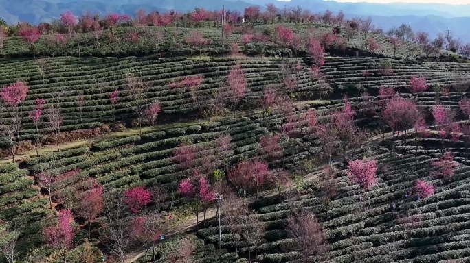 航拍云南无量山樱花谷一号景区