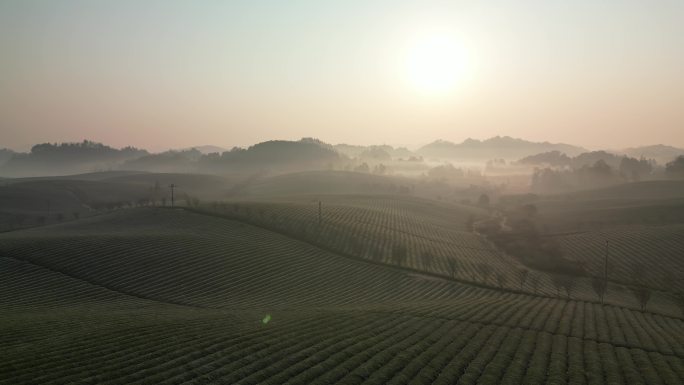 航拍云雾茶山