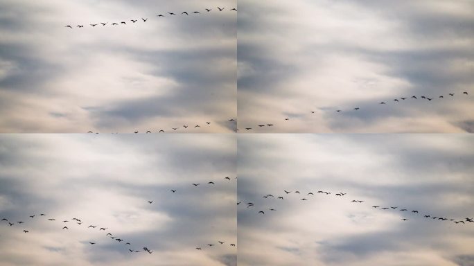 鸬鹚从金门飞到厦门视频