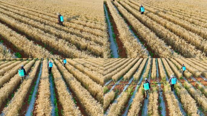 麦椒套种喷洒农药高效农业病虫害防治