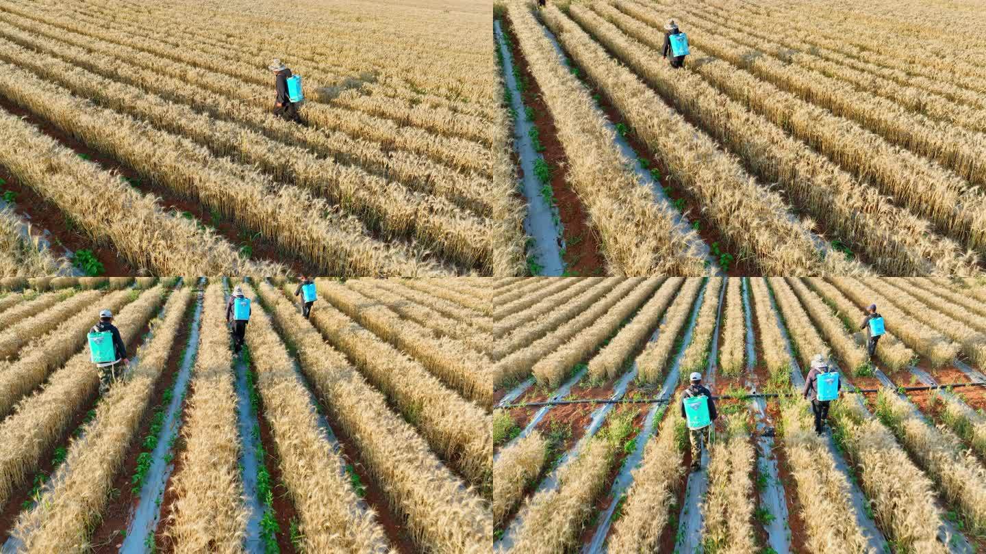 麦椒套种喷洒农药高效农业病虫害防治