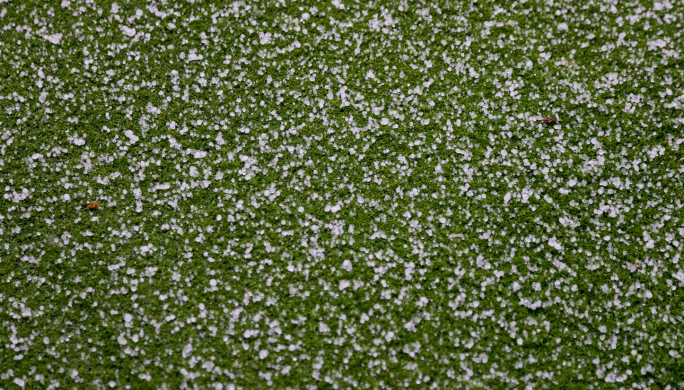 4k下冰雹 大冰雹落在草坪上 恶劣天气