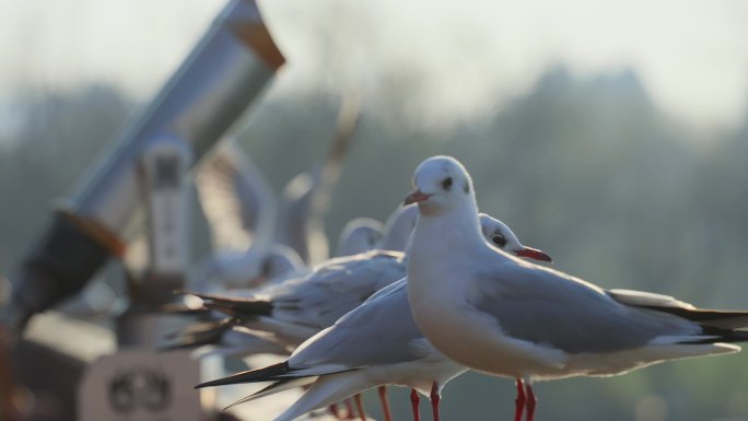 慢镜头升格公园栏杆栖息的红嘴海鸥